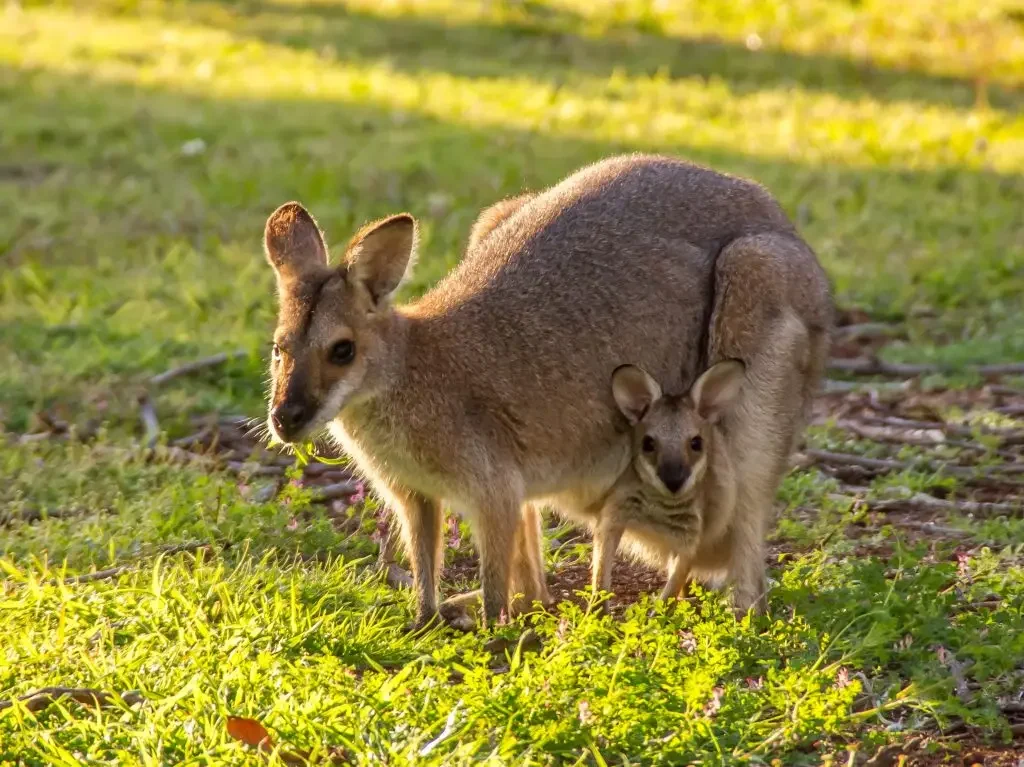 Wallaby